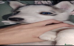 Siberian Husky dogs for sale: Siberian huskys READY NOW 1 boy 1 girl. - Image 29