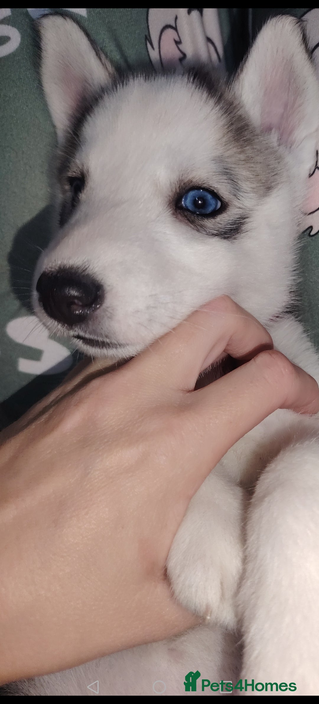 Siberian Husky dogs for sale: Siberian huskys READY NOW 1 boy 1 girl. - Image 29