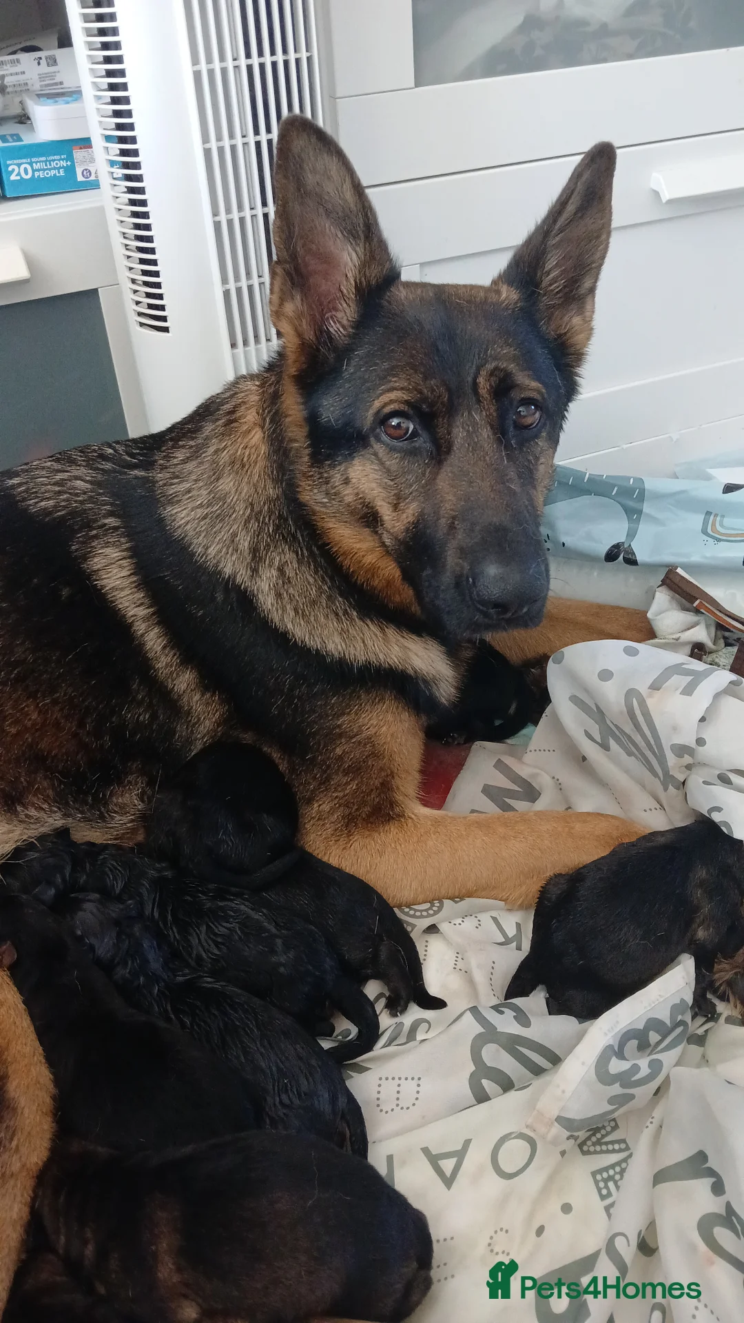 German Shepherd dogs for sale: German shepherd pups x9 - Advert 1