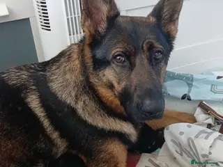 German Shepherd dogs German shepherd pups x9 - Advert 1