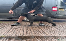 Staffordshire Bull Terrier dogs for stud: Quality health tested blue Stafford stud  - Image 6