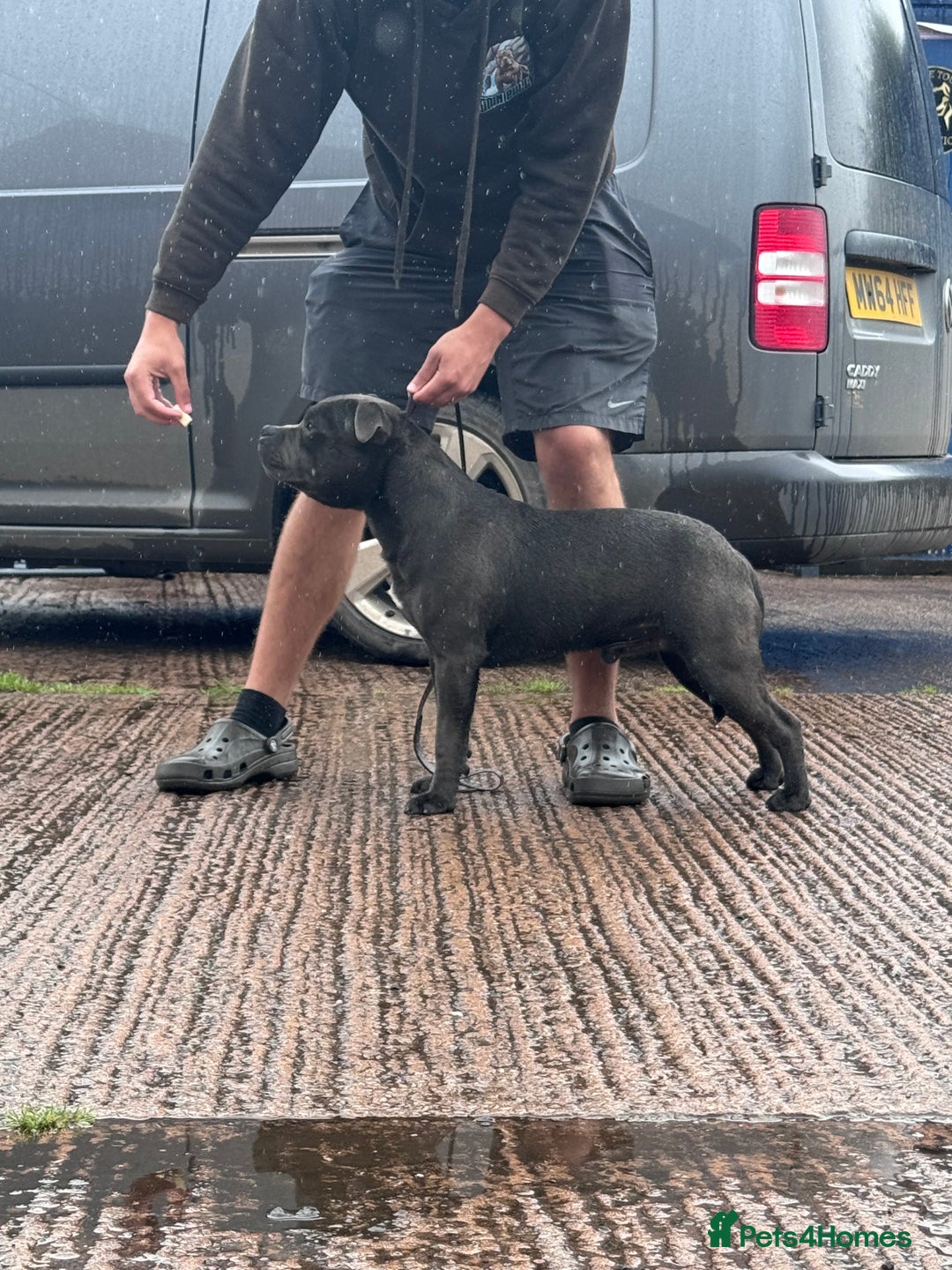 Staffordshire Bull Terrier dogs for stud: Quality health tested blue Stafford stud  - Image 6