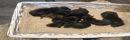 Miniature Dachshund dogs for sale: Miniature dachshund  - Advert 4