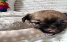 Chihuahua dogs for sale: Absolutely Stunning Little Chihuahua Puppies - Image 6