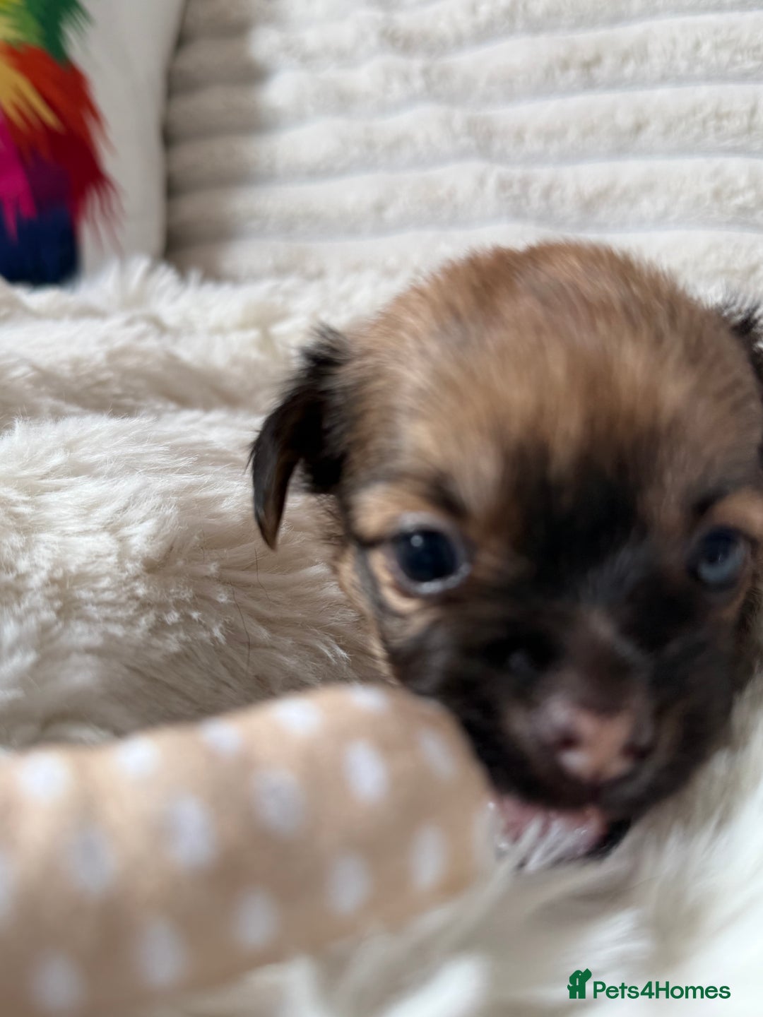 Chihuahua dogs for sale: Absolutely Stunning Little Chihuahua Puppies - Image 6