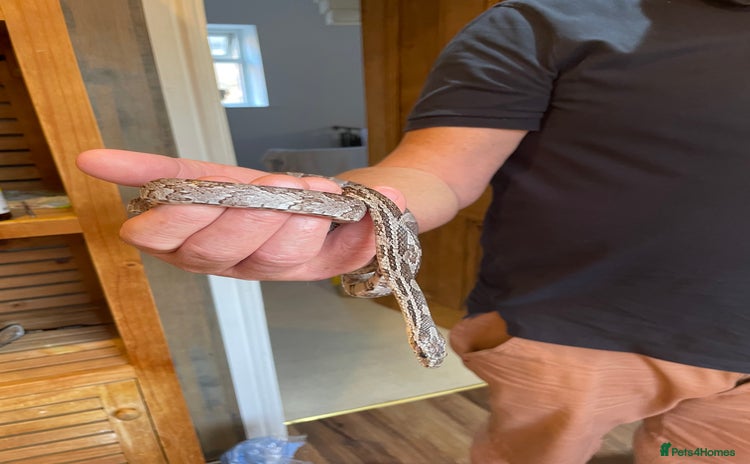 Corn Snake reptiles Corn Snake&Set Up - Advert 13