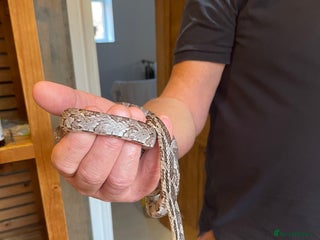 Corn Snake reptiles Corn Snake&Set Up - Advert 1