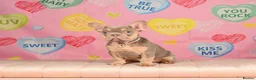 French Bulldog dogs for sale: Outstanding Frenchie pups KC registered  - Advert 4