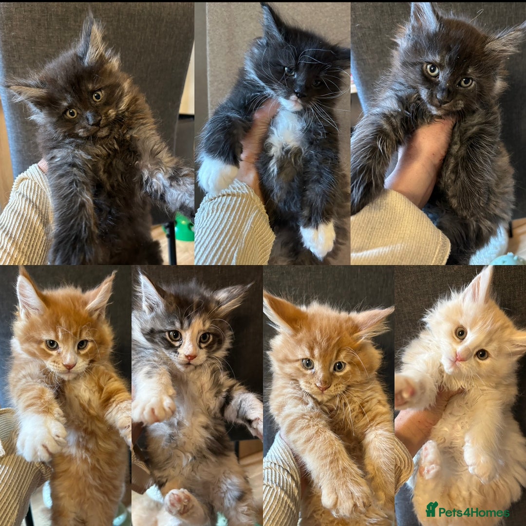 Maine Coon cats for sale: Stunning XL Pure bred Main Coon kittens for sale  - Image 7
