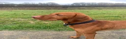 Hungarian Vizsla dogs for stud: Max is a purebred Hungarian vizsla  in Uckfield - Advert 5