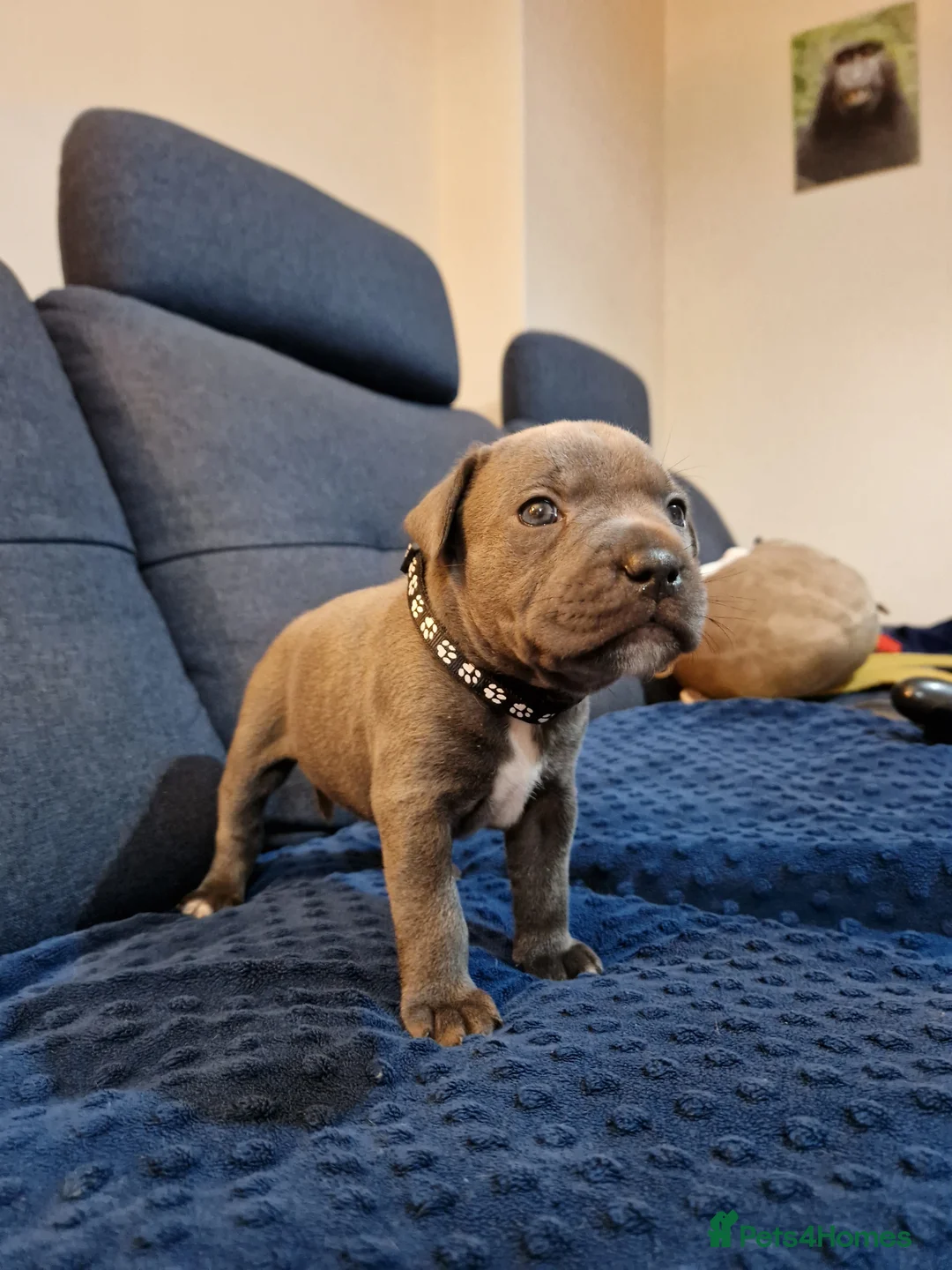 Staffordshire Bull Terrier dogs for sale: Staffordshire bull terrier blue-white - Advert 15