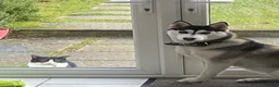 Siberian Husky dogs for sale: Shaska in need of new home  - Advert 2