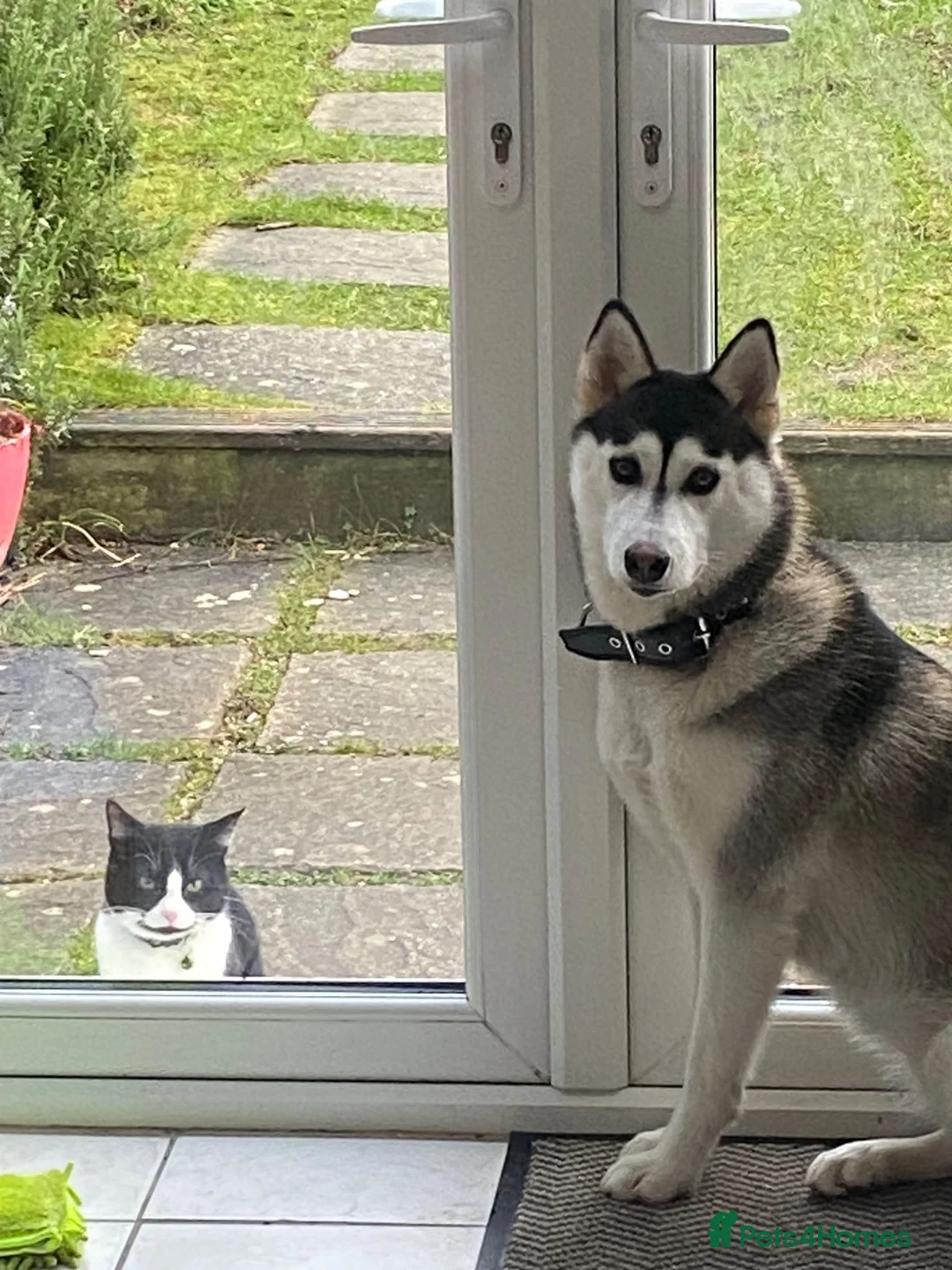 Siberian Husky dogs for sale: Shaska in need of new home  - Advert 2
