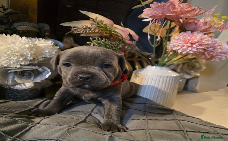 Staffordshire Bull Terrier dogs - Advert 1