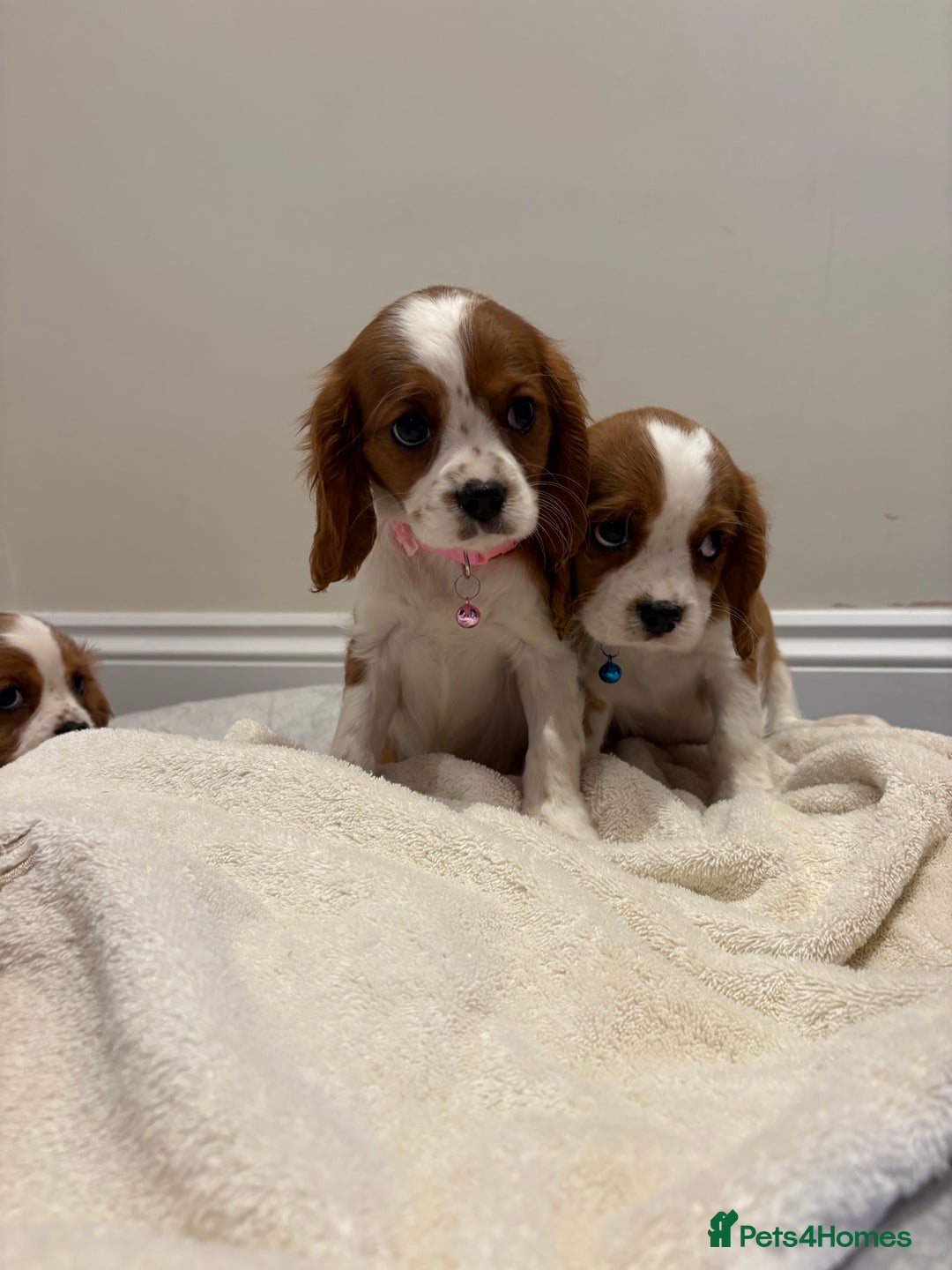 Cavalier King Charles Spaniel dogs for sale: Extensively health tested parent cavalier puppy’s  - Image 29