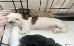 Mixed Breed dogs for sale: 🌟 One Girl left 🌟 Cock-a-Tzu Ready 12/8/25 - Image 16