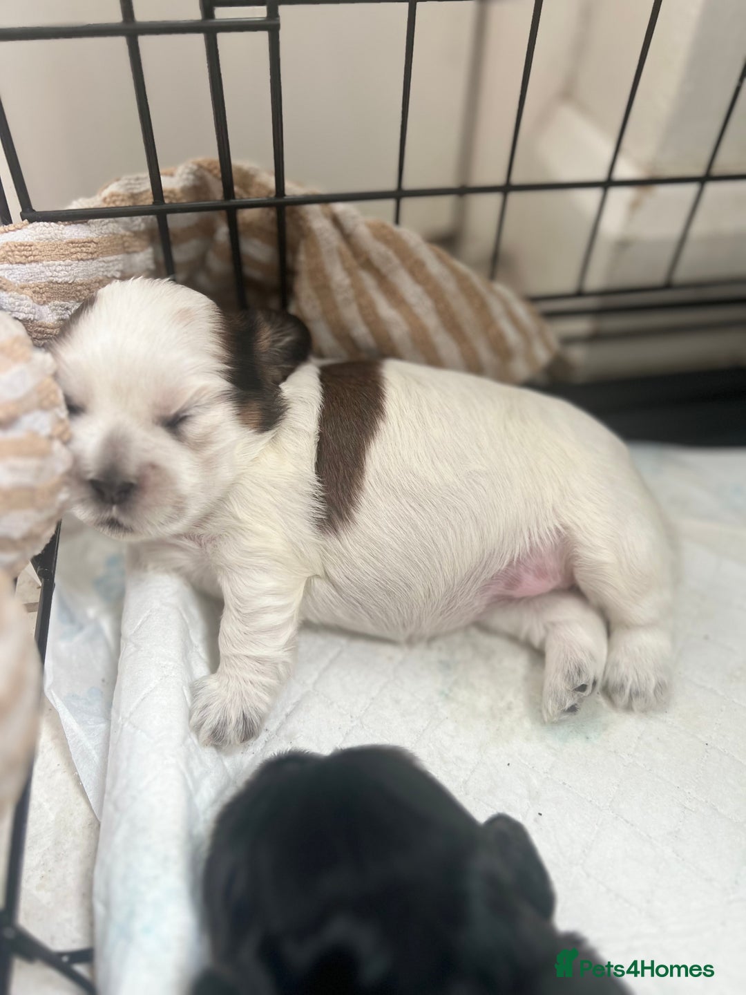 Mixed Breed dogs for sale: 🌟 One Girl left 🌟 Cock-a-Tzu Ready 12/8/25 - Image 16