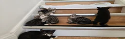Mixed Breed cats for sale: Adorable Kittens Looking for Loving Homes baby cat in London - Advert 3