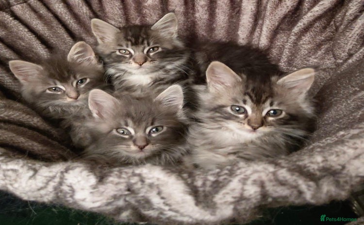 Maine Coon cats - Advert 5
