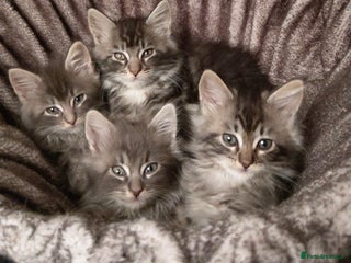 Maine Coon cats - Advert 3