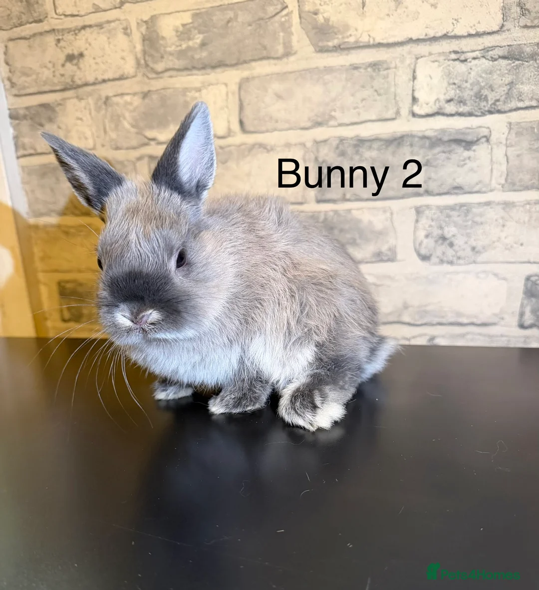 Netherland Dwarf rabbits for sale: 🐰 Beautiful Female Bunnies for Sale 🐰 - Advert 5