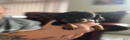 Miniature Dachshund dogs for sale: Long haired miniature daschunds - Advert 12