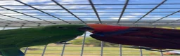 Parrots birds for sale: Hand reared Eclectus, Ready Now! - Advert 4