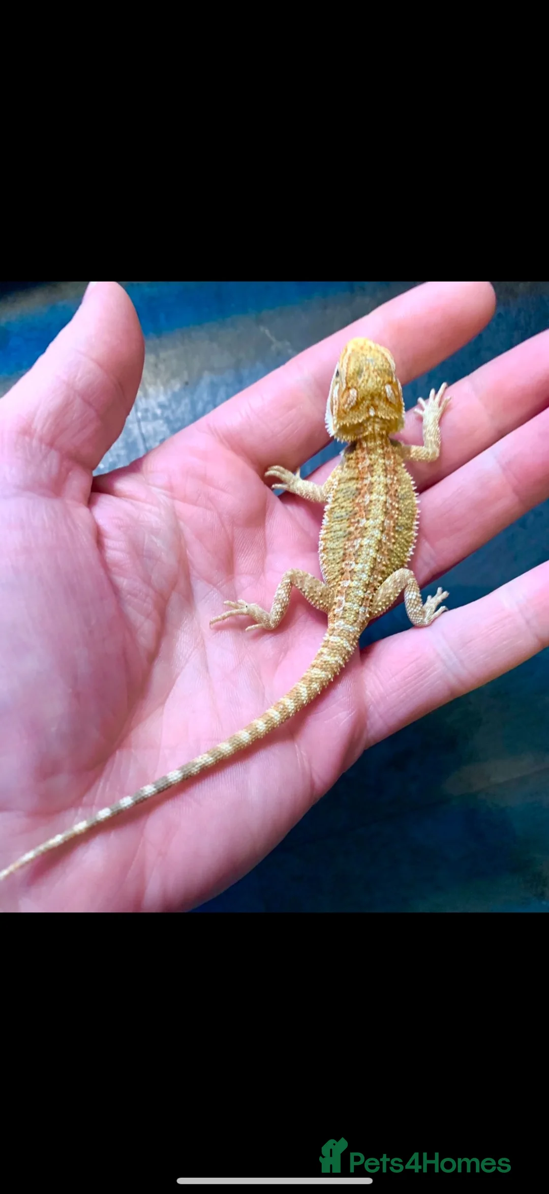 Bearded Dragon reptiles for sale: Baby bearded dragons hypos mixed  - Advert 2