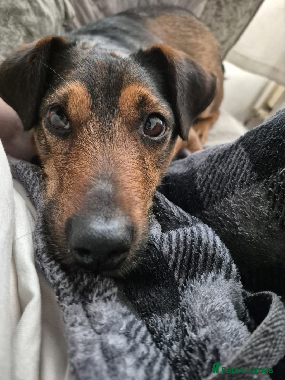 Mixed Breed dogs for adoption: 💙🐶 STAS 🐶💙 - Image 24