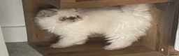Persian cats for sale: White Persian kitten  in Wokingham - Advert 12