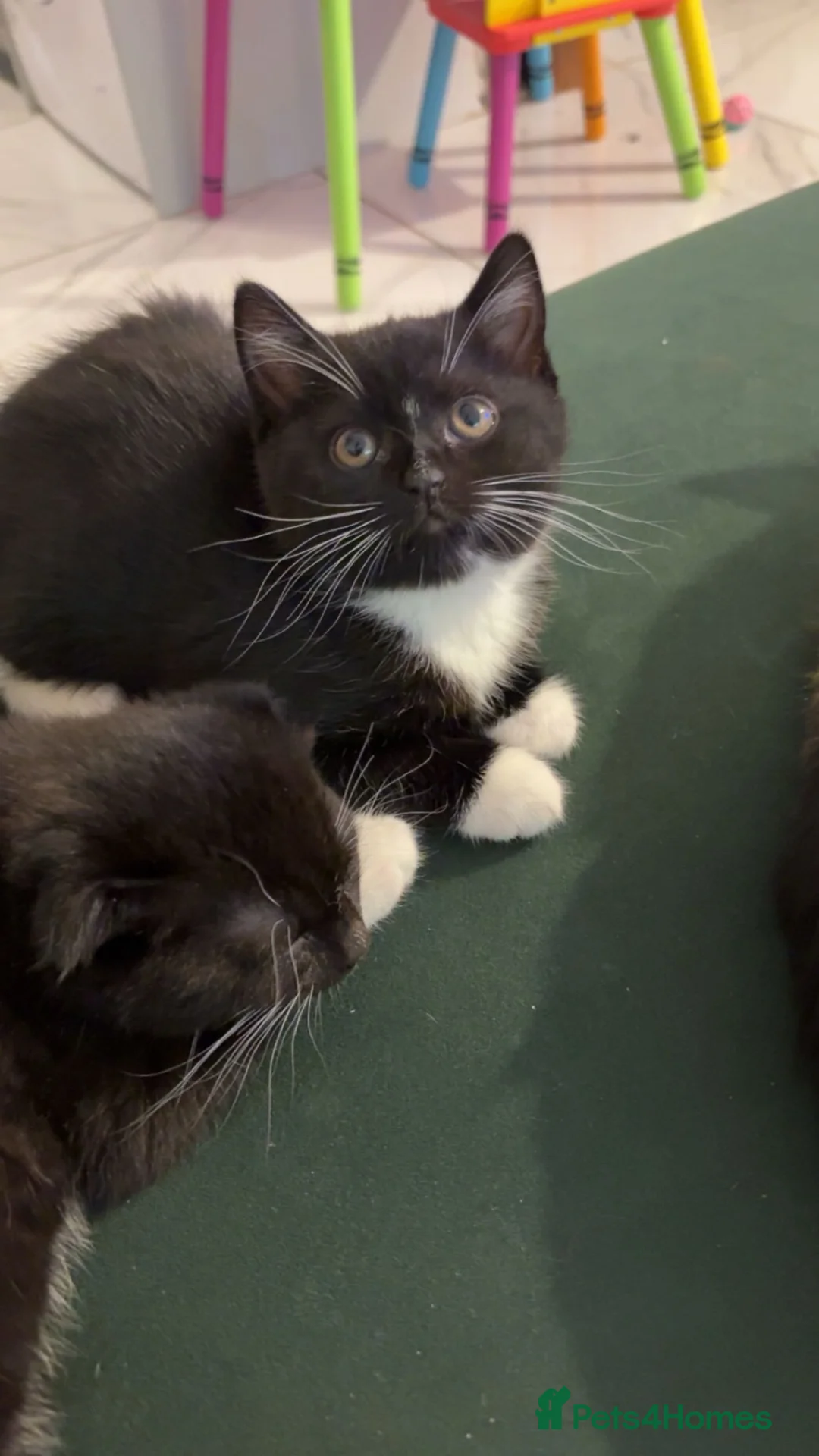 Mixed Breed cats for sale: Scottish fold, straight ears mixed breed kittens!  - Advert 2