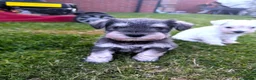Miniature Schnauzer dogs for sale: KC Registered Miniature Schnauzer Puppies  - Advert 23