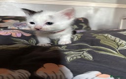 Domestic Shorthair cats for sale: 2x female domestic shorthair kittens - Image 6