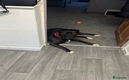 Mixed Breed dogs for sale: 4 year old husky cross - Advert 2