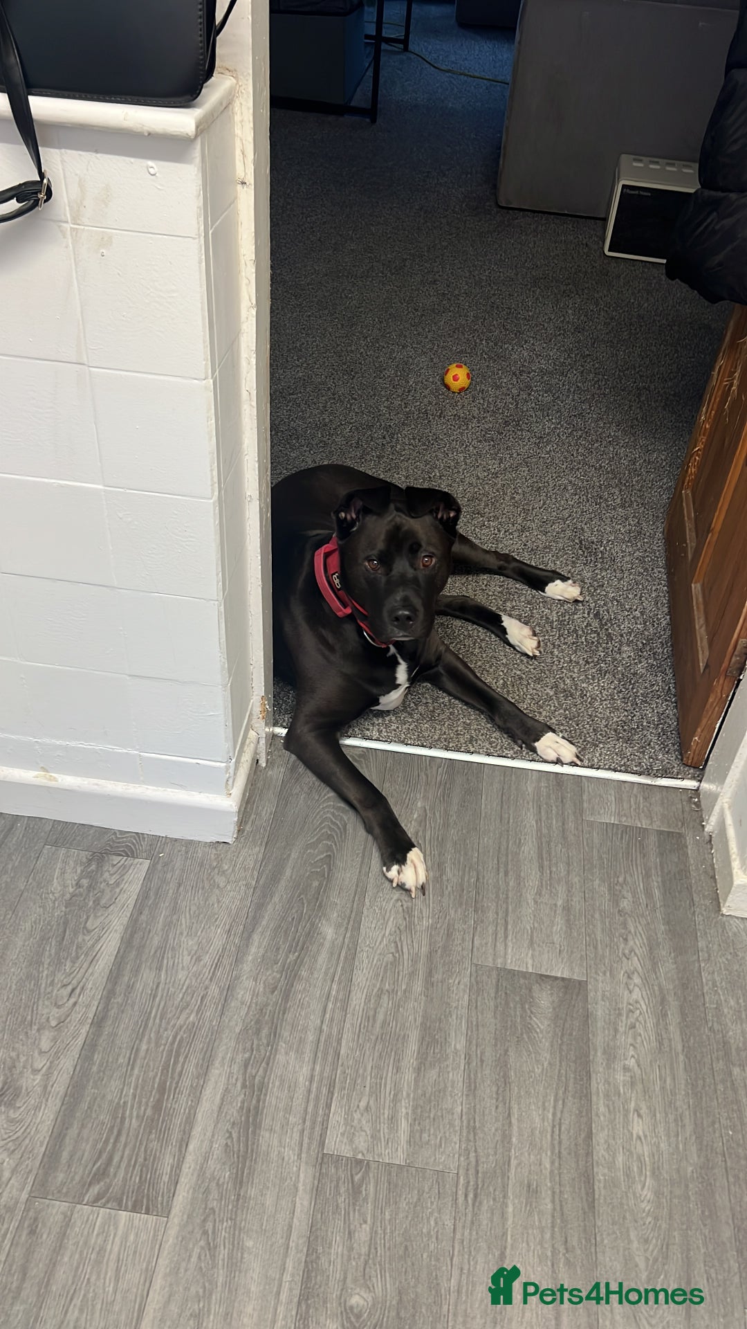 Mixed Breed dogs for sale: 4 year old husky cross - Advert 2