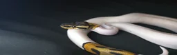 Python Snake reptiles for sale: Ball Pythons Read Description - Advert 5