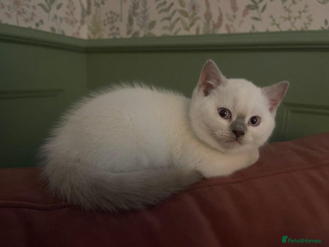 British Shorthair cats for sale: GCCF Registered British Shorthair Kittens - Advert 13