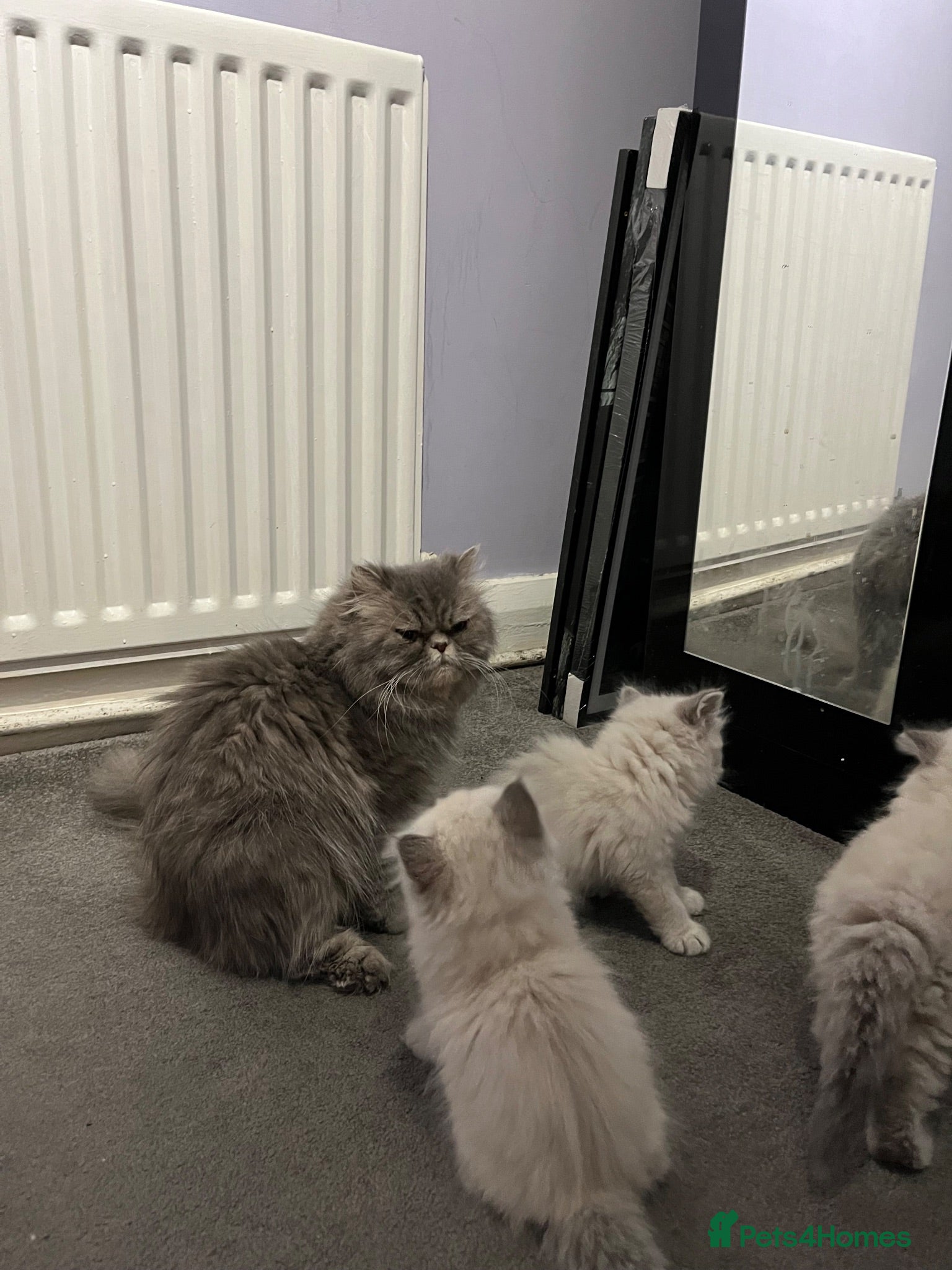 Persian cats Ready Now  Super playful Persian kitten (M) - Advert 2