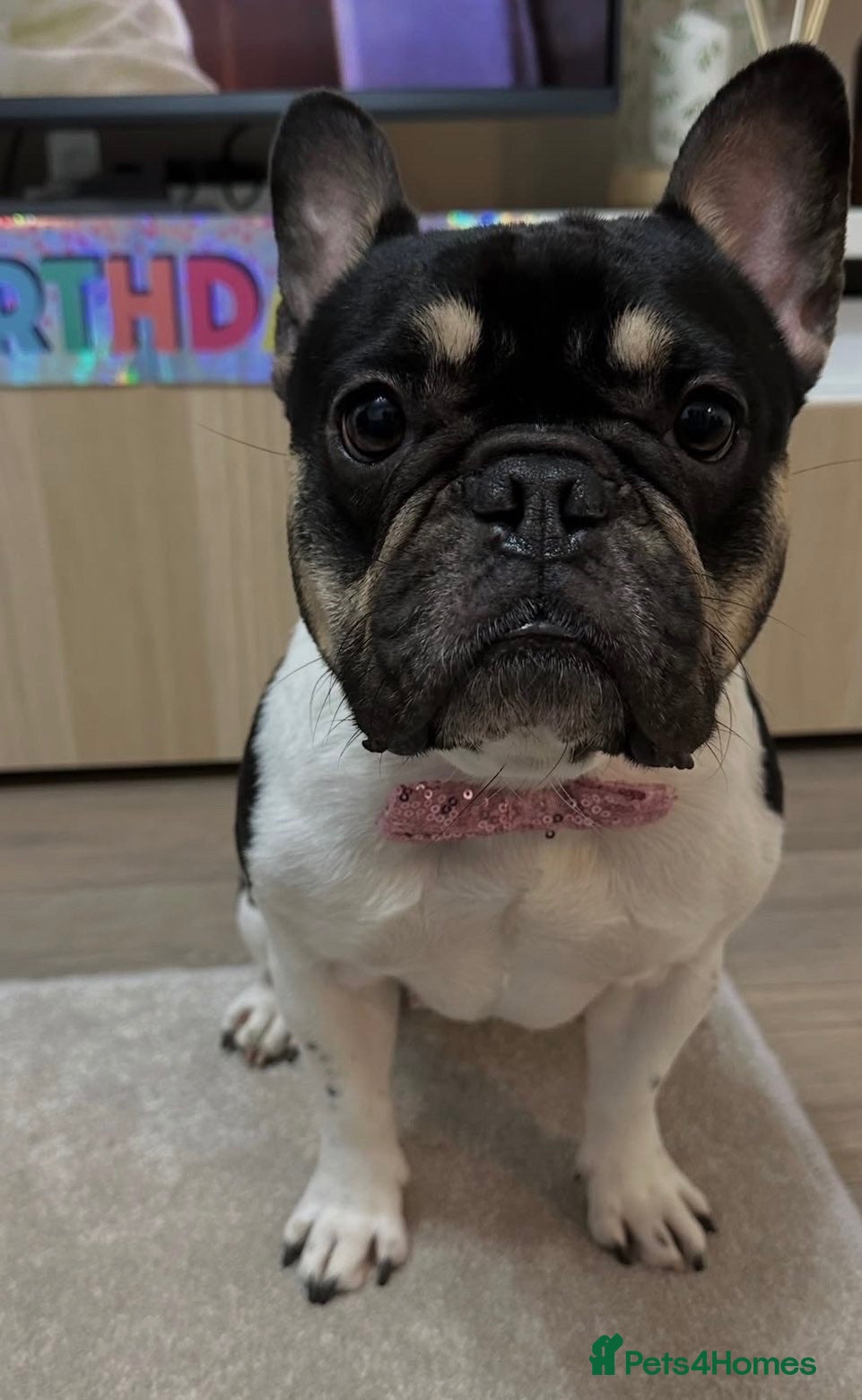 French Bulldog dogs Reece - Advert 16