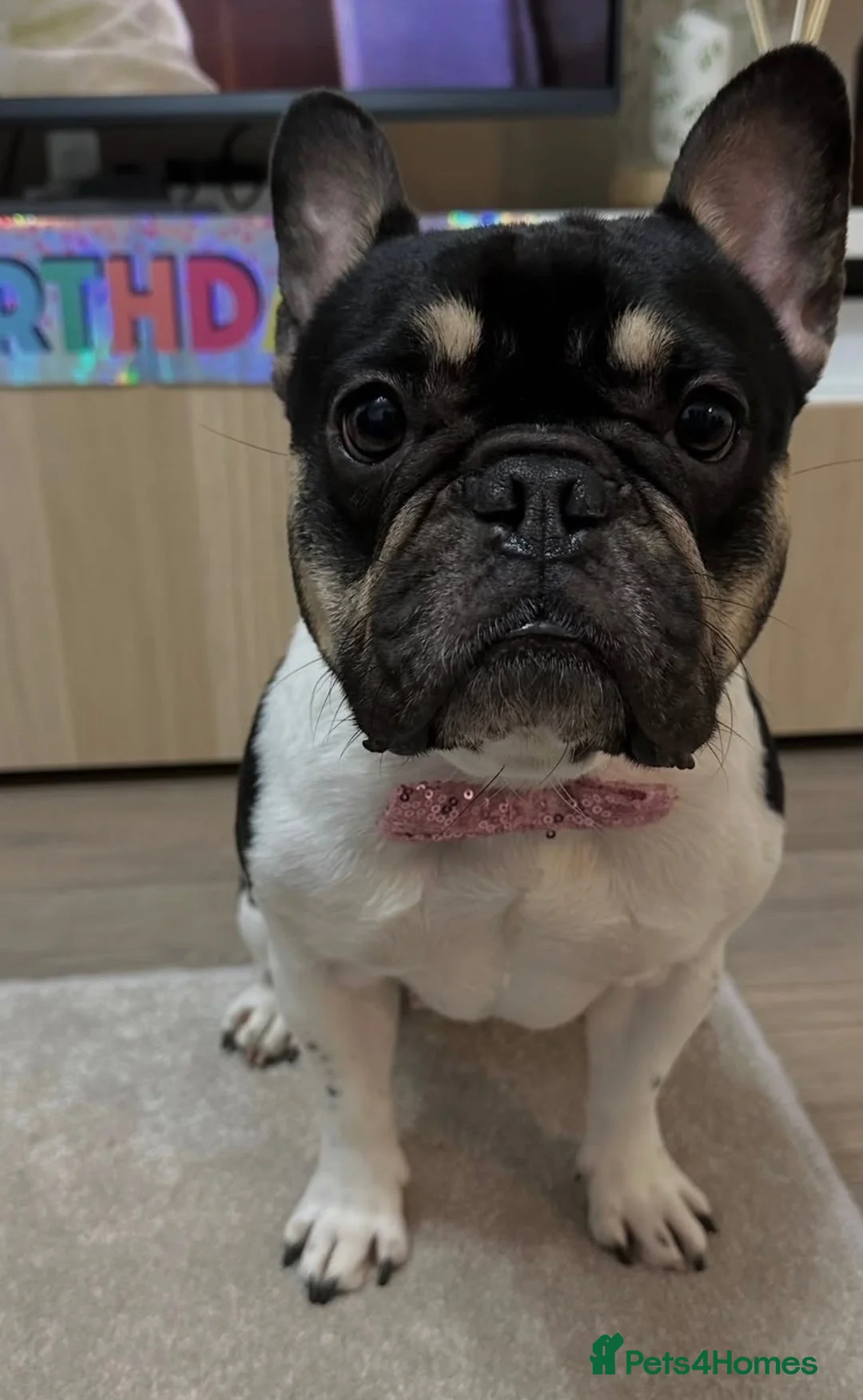 French Bulldog dogs for sale: Reece - Advert 1