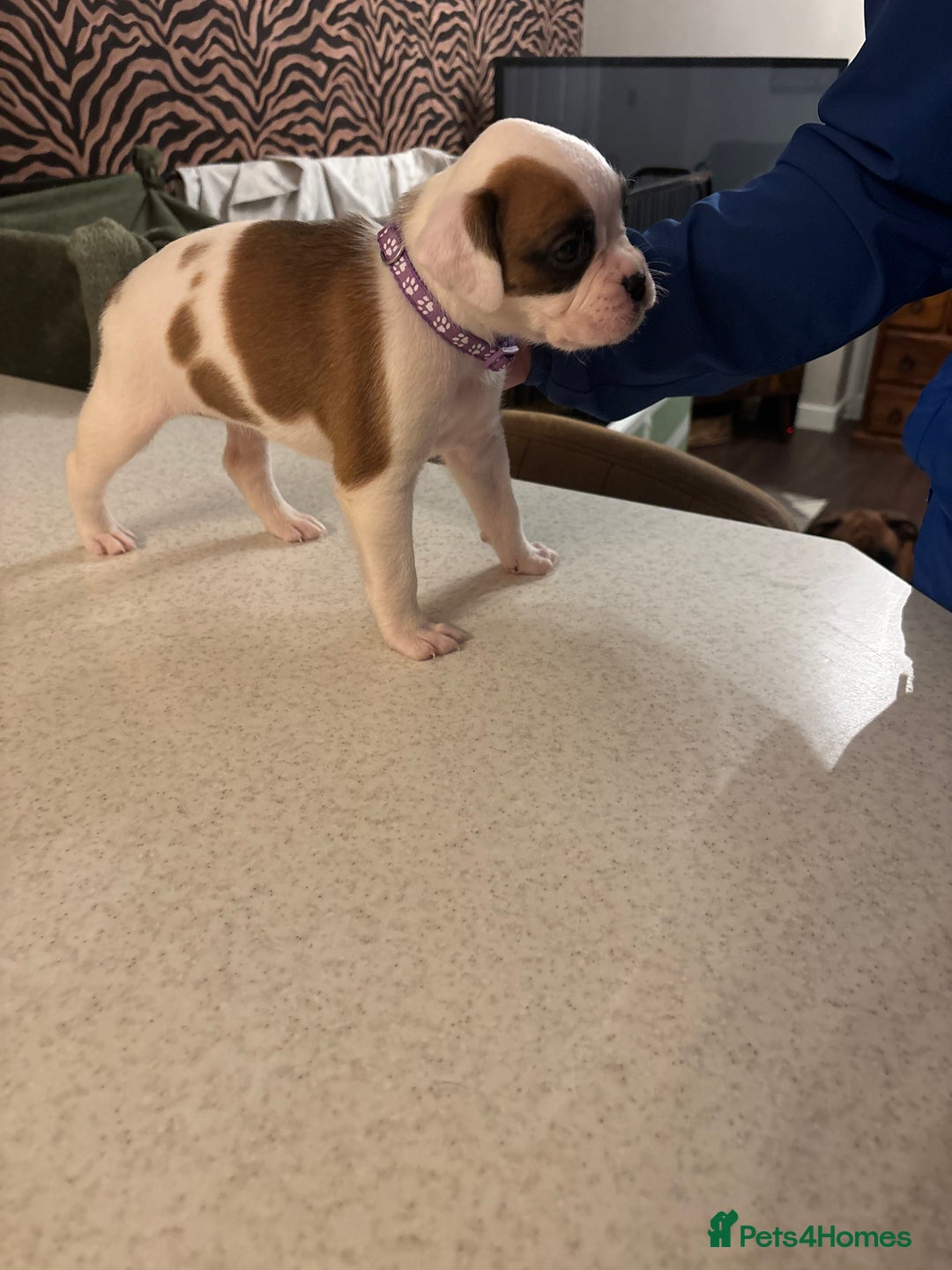 Boxer dogs for sale: Boxer puppies 5 bitches 1 boy  - Advert 29