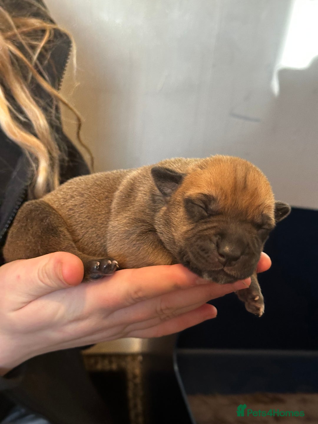 Mixed Breed dogs for sale: Staff X Sharpei puppies  - Advert 8