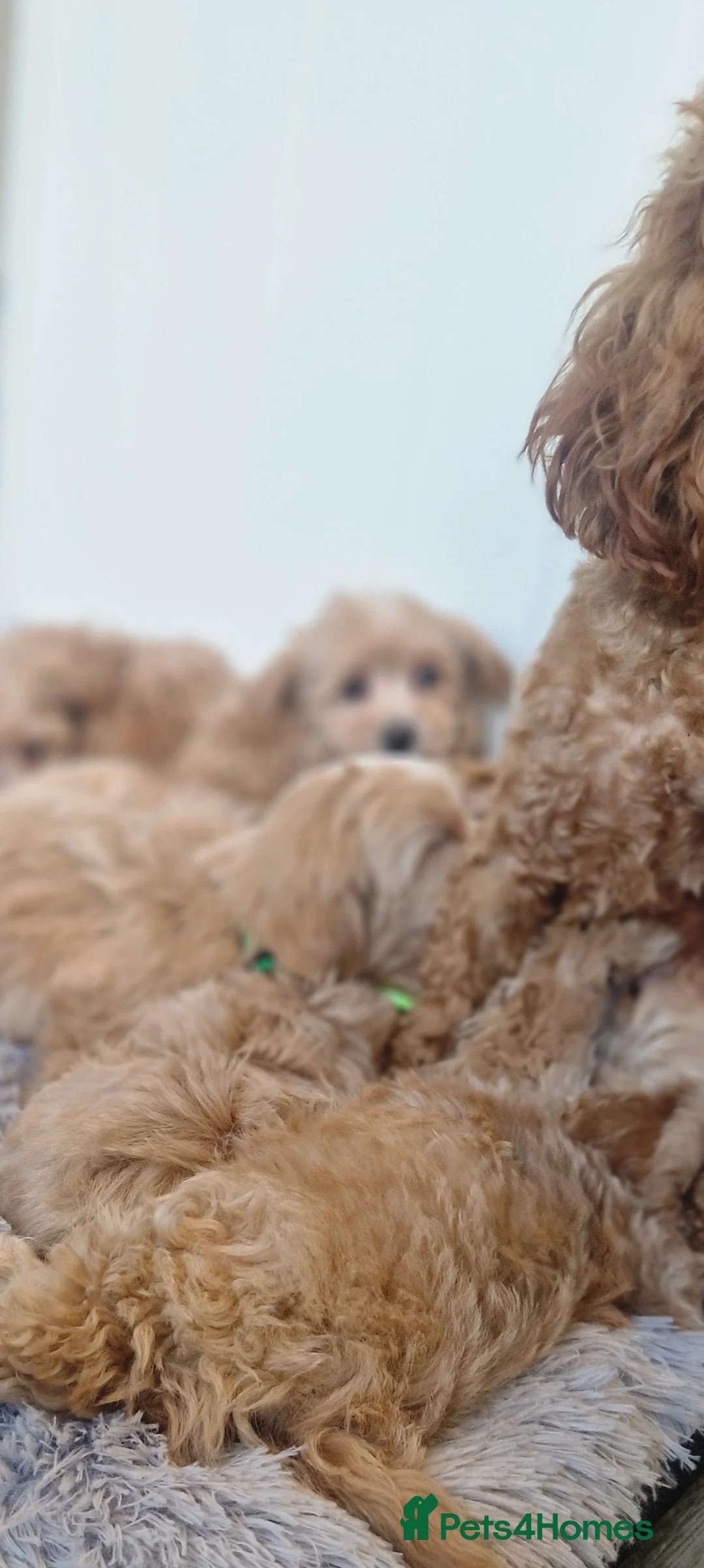 Maltipoo dogs for sale:  Beautiful health clear Maltipoo's - Advert 21