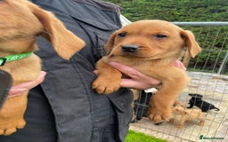 Labrador Retriever dogs for sale: Fox Red/ black Labrador puppies  - Image 5