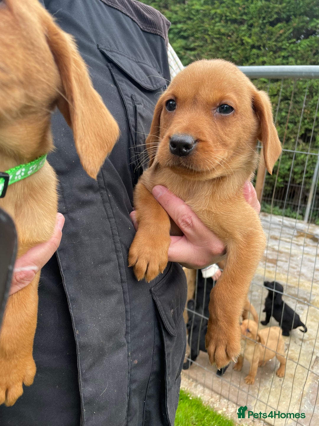 Labrador Retriever dogs for sale: Fox Red/ black Labrador puppies  - Image 5