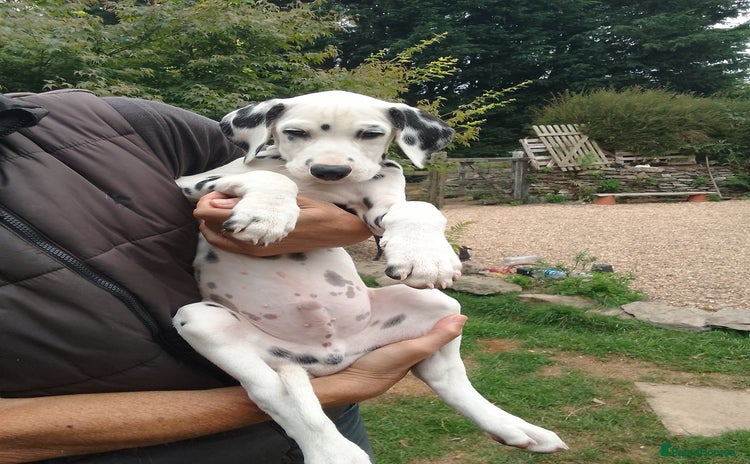 Dalmatian dogs - Advert 5