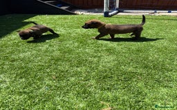 Belgian Shepherd Dog dogs for sale: Belgian Malinois puppies  - Image 13