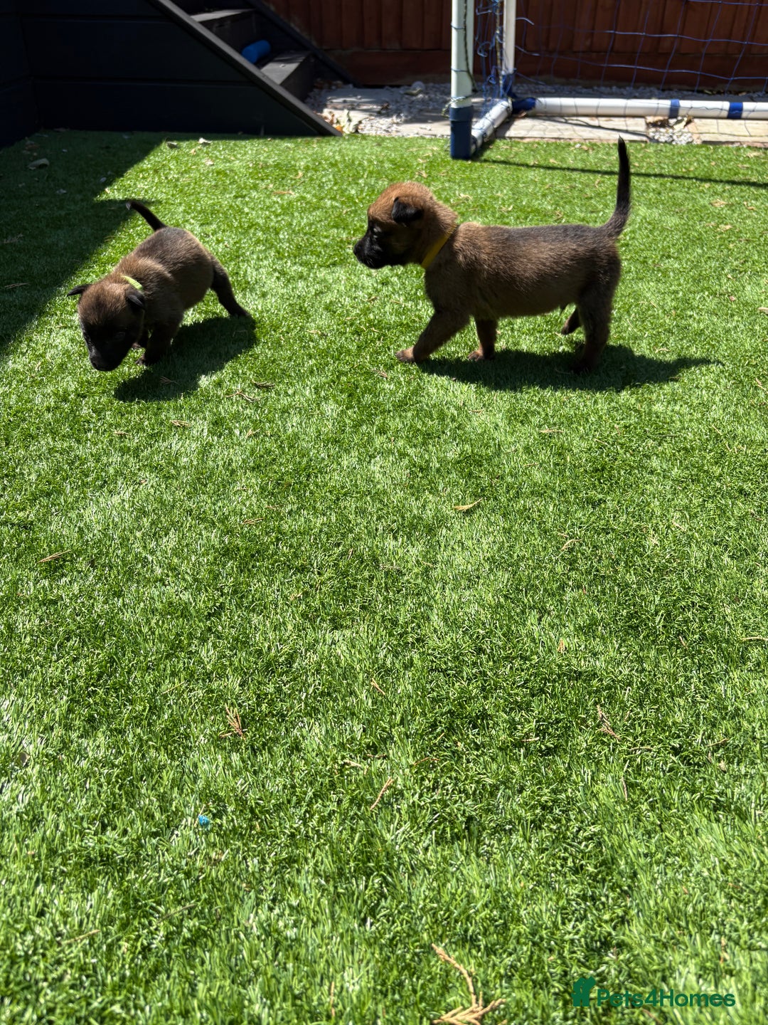 Belgian Shepherd Dog dogs for sale: Belgian Malinois puppies  - Image 13