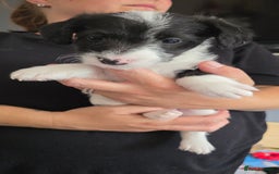 Jackapoo dogs for sale: BEAUTIFUL LAST JACKAPOO FEMALE in Epping - Image 5
