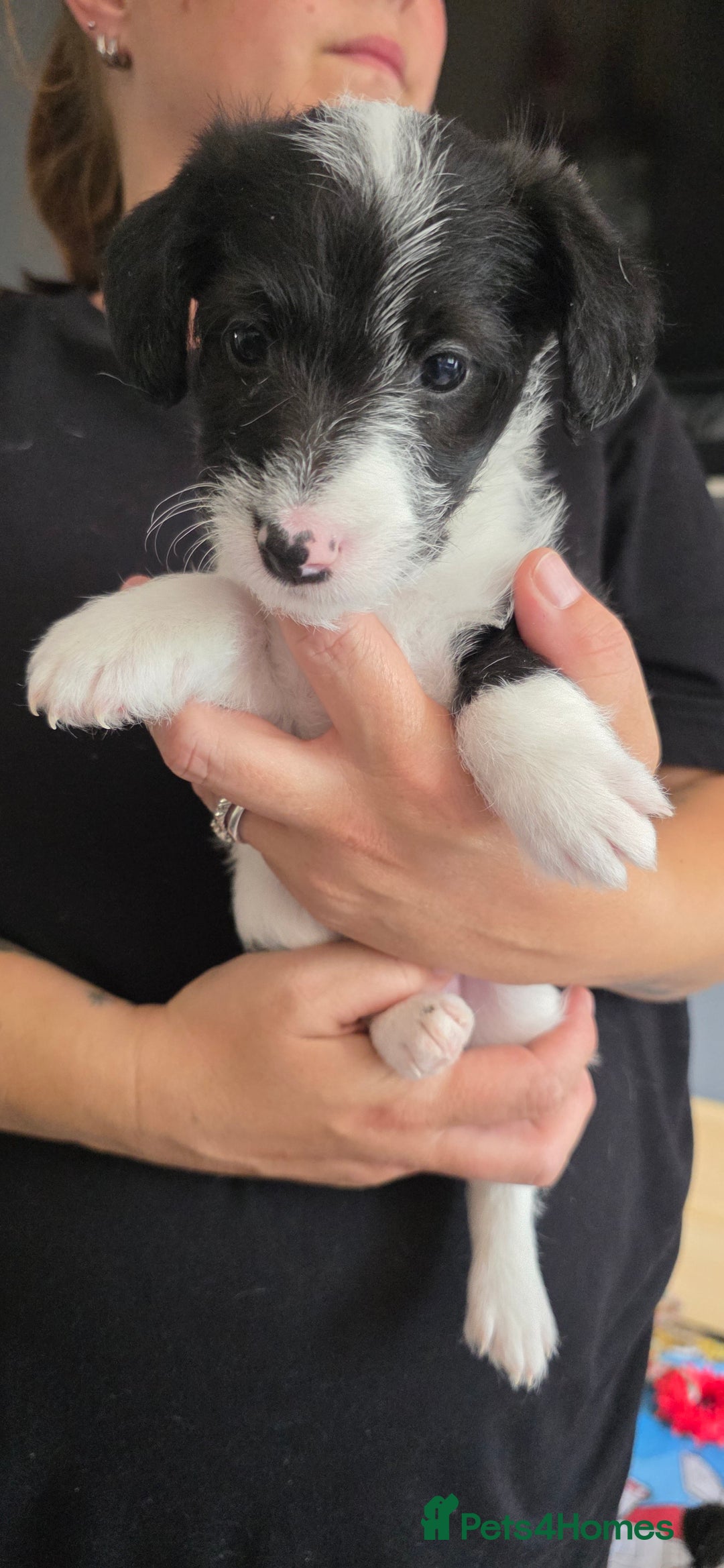 Jackapoo dogs for sale: BEAUTIFUL LAST JACKAPOO FEMALE in Epping - Image 5